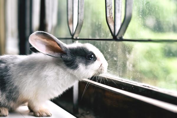 Rabbit looking out window