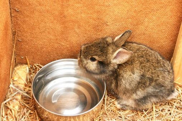 Rabbit drinking from water bottle