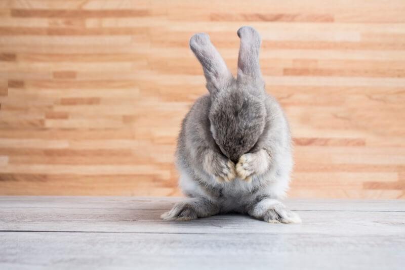 Rabbit with paws over face.