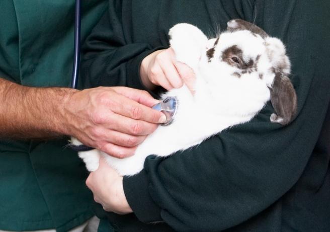 Rabbit in an emergency room