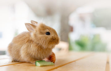 Bunny eating cucumber slice