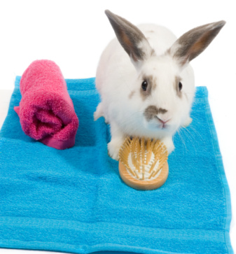 Brown rabbit with dirty fur.