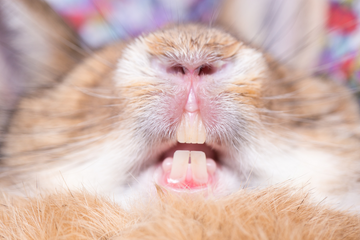 Close-up of rabbit teeth