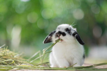 Small pet nibbling hay in hand