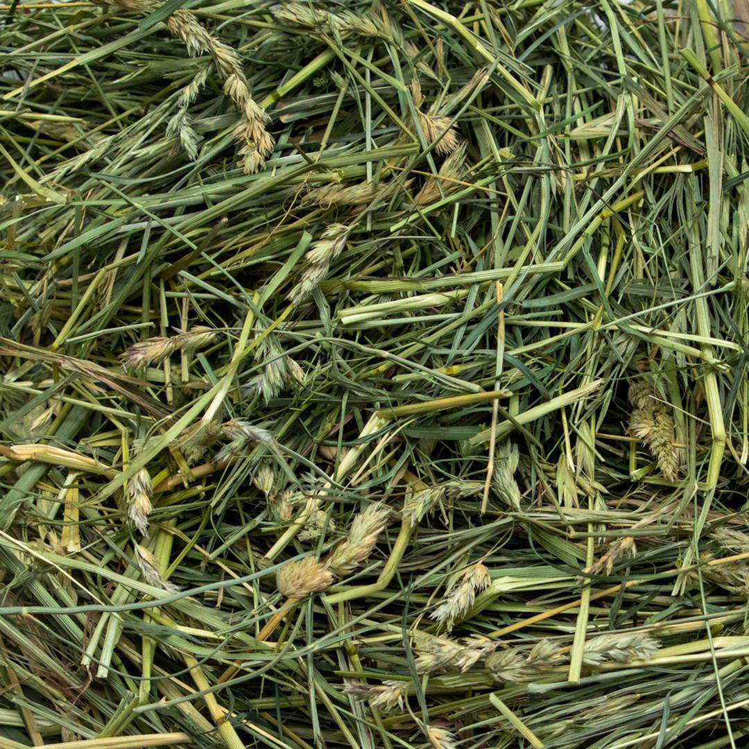 closue up of orchard grass hay