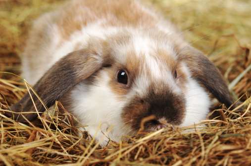 Rabbit sitting on hay