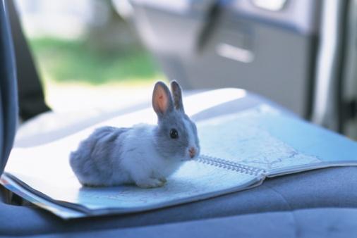 Rabbit ready for a road trip