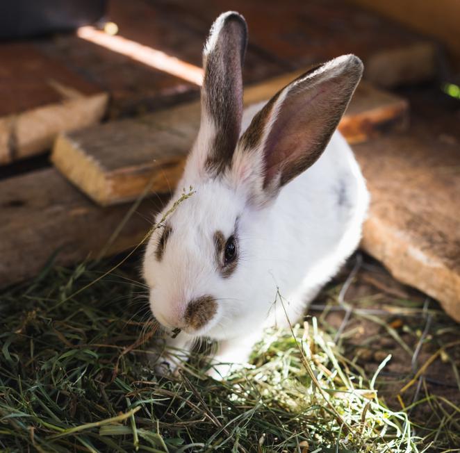 Rabbit eating hay