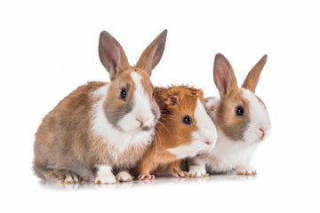 Two rabbits and a guinea pig.