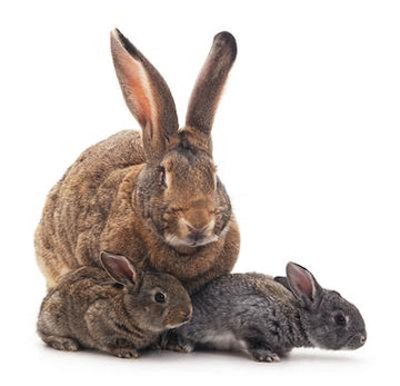 Mother and baby rabbits in grass