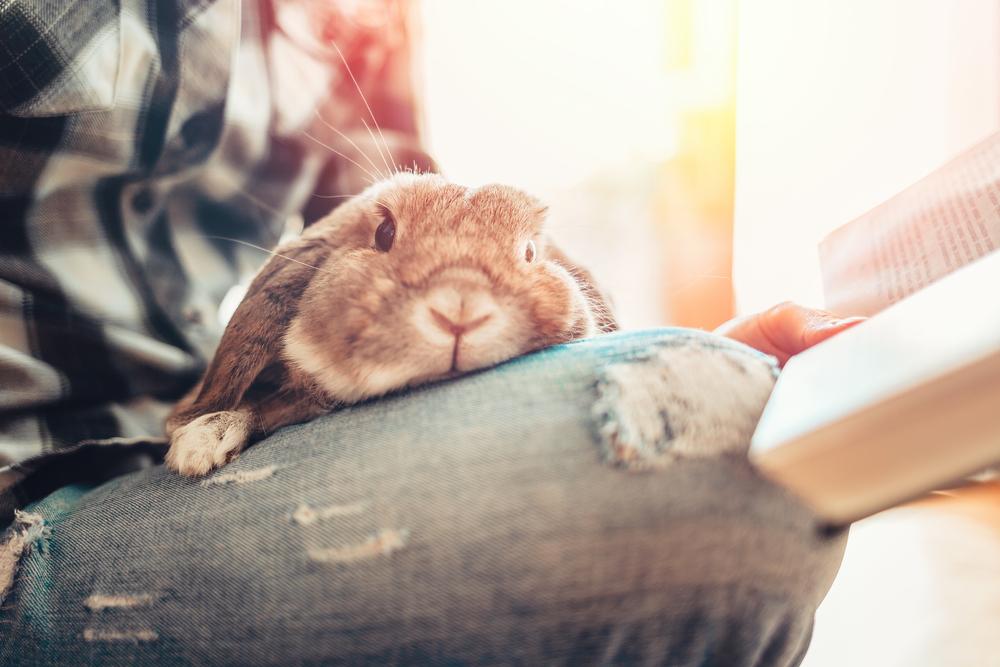 Rabbit sitting in a person's lap