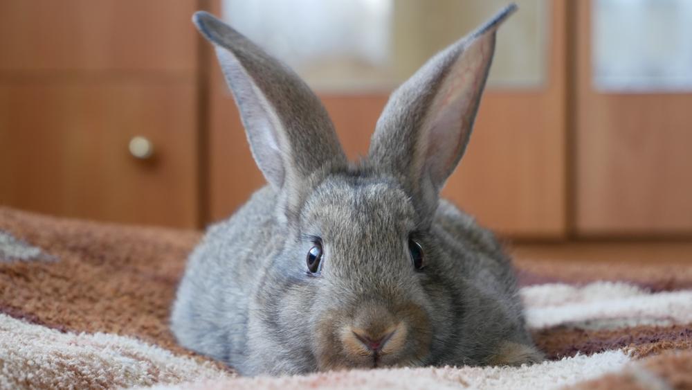 Rabbit with big ears