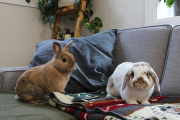 Two rabbits on couch with blanket