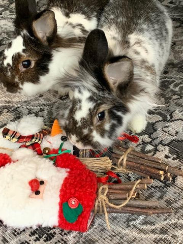 Pet rabbit with colorful toys