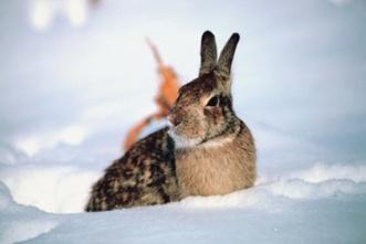 Rabbits eating food in snow