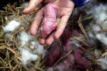 Newborn baby rabbits in nest