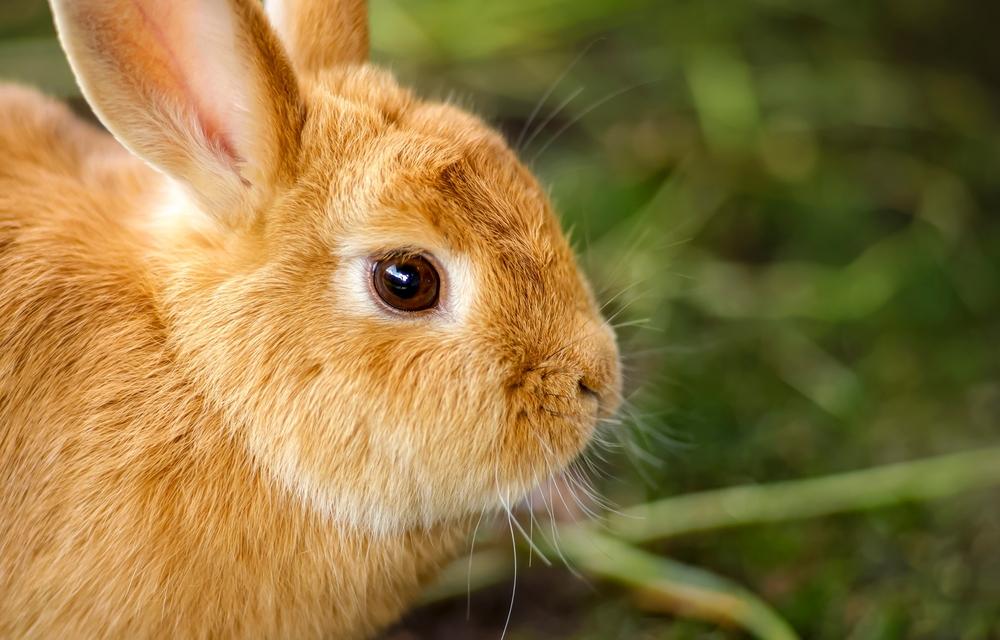 Side profile of a rabbit