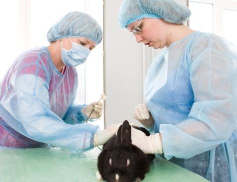 Veterinarian examining rabbit