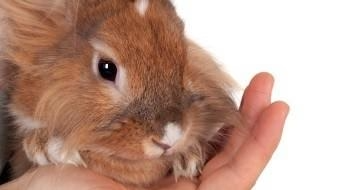 Brown rabbit in a hand