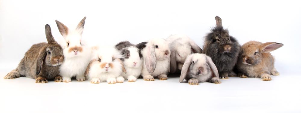 Various rabbit breeds lying on white background