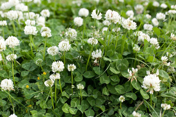 Clover flowers in a grassy field