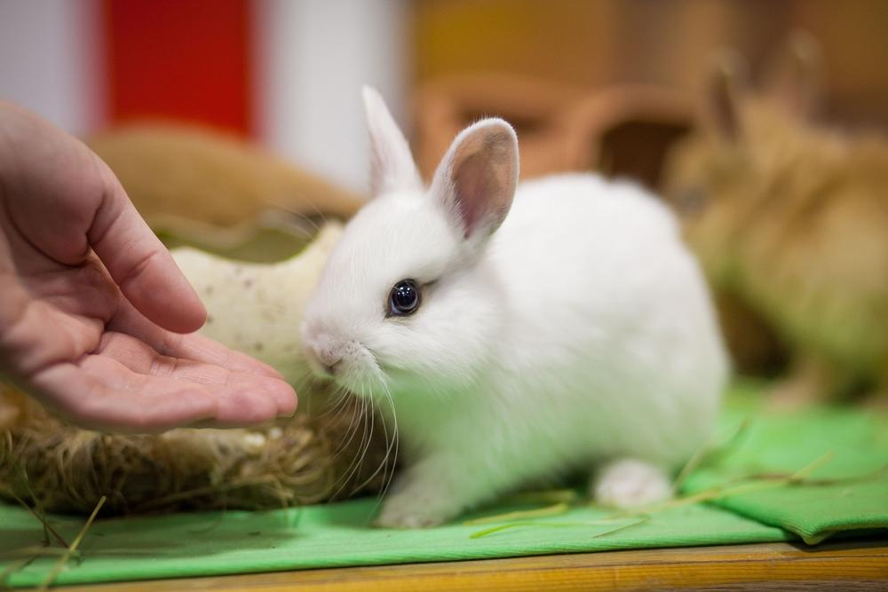 Hand feeding a rabbit