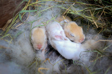 Newborn bunnies in a grass nest.