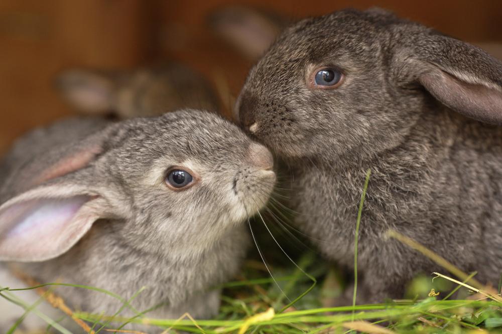 Two rabbits standing on grass