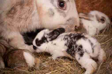 Mother rabbit with baby bunnies