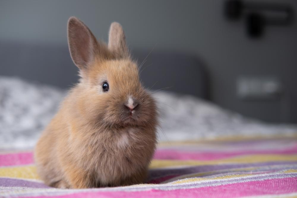 Pet rabbit in a grassy field