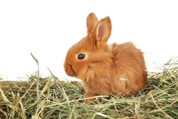 Rabbit eating hay in cage.