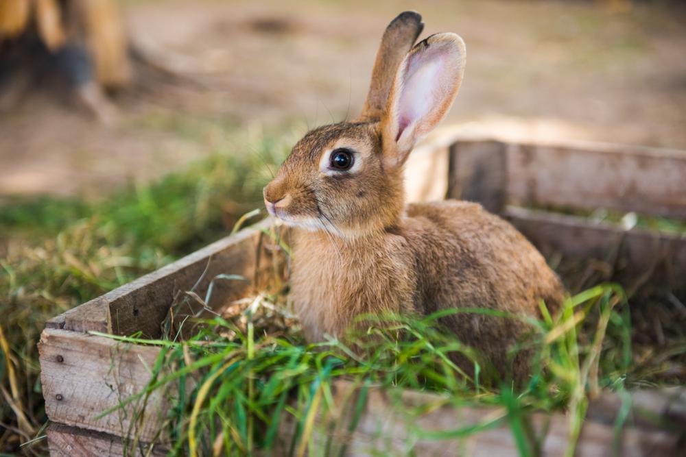 Rabbit in wooden box