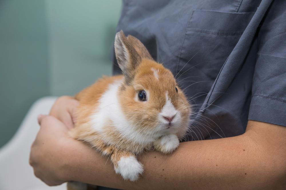 Doctor holding rabbit gently