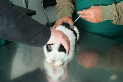 Rabbit receiving a vaccine injection