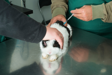 Rabbit receiving a vaccine injection