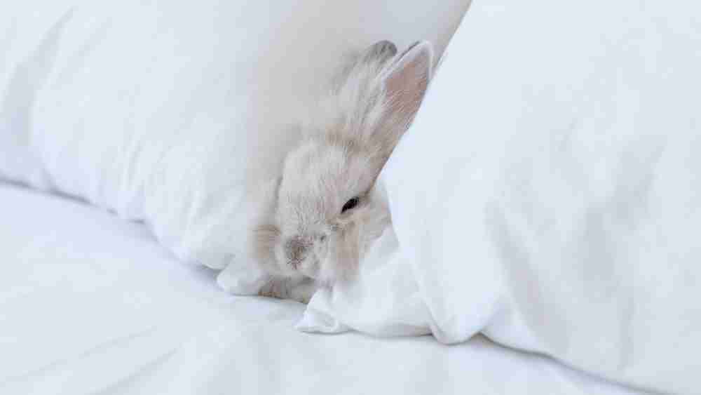 Rabbit nestled between two pillows.