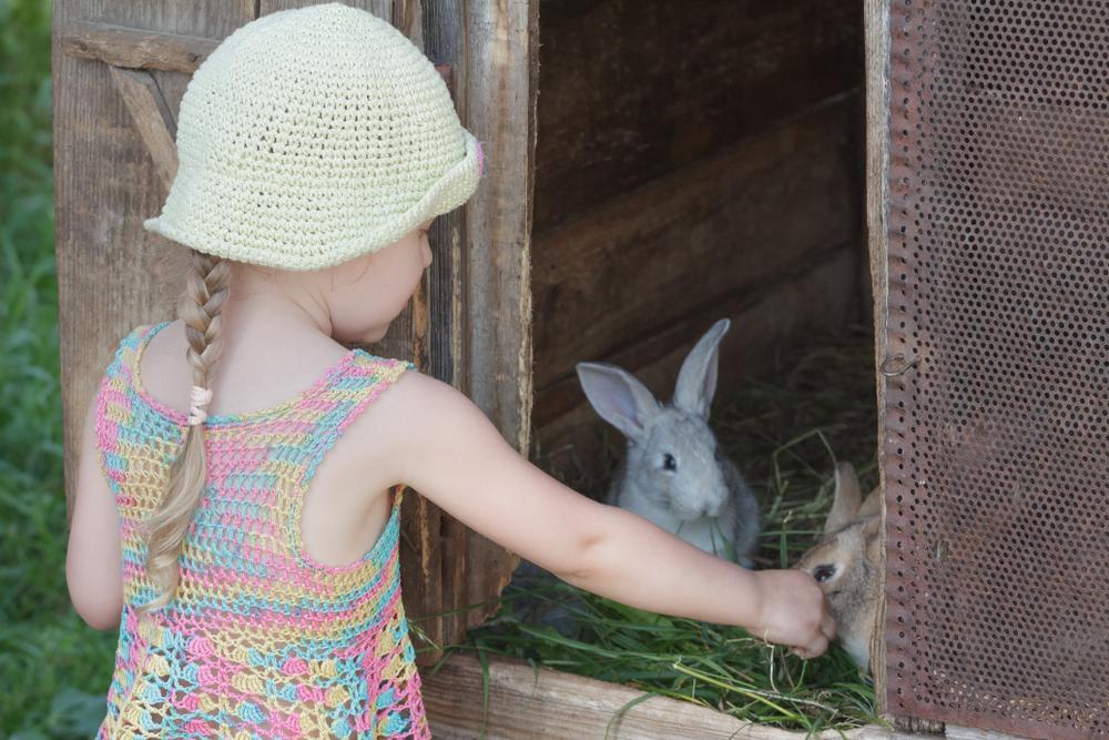 Little girl feeding rabbits.