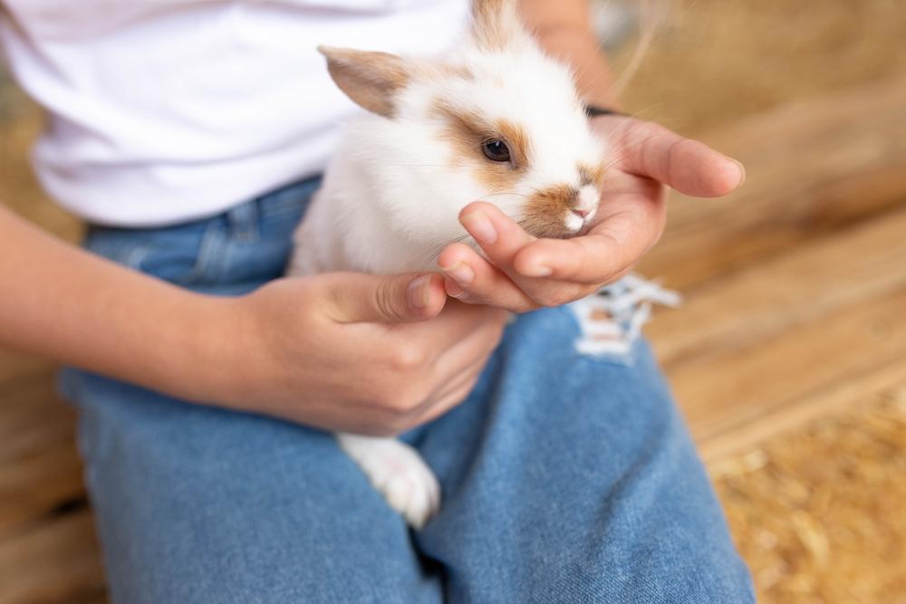 Person holding a rabbit