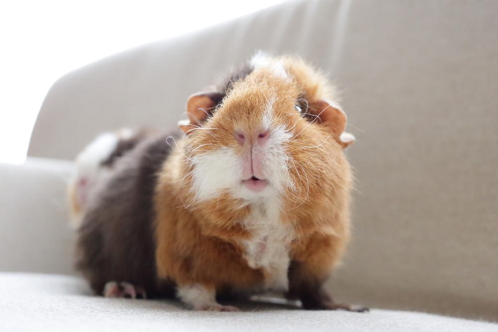 Guinea pig sitting on grass