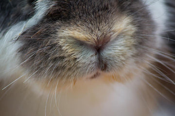 Close-up of a rabbit's mouth