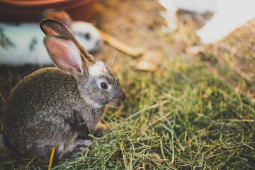 Rabbits eating hay in a field