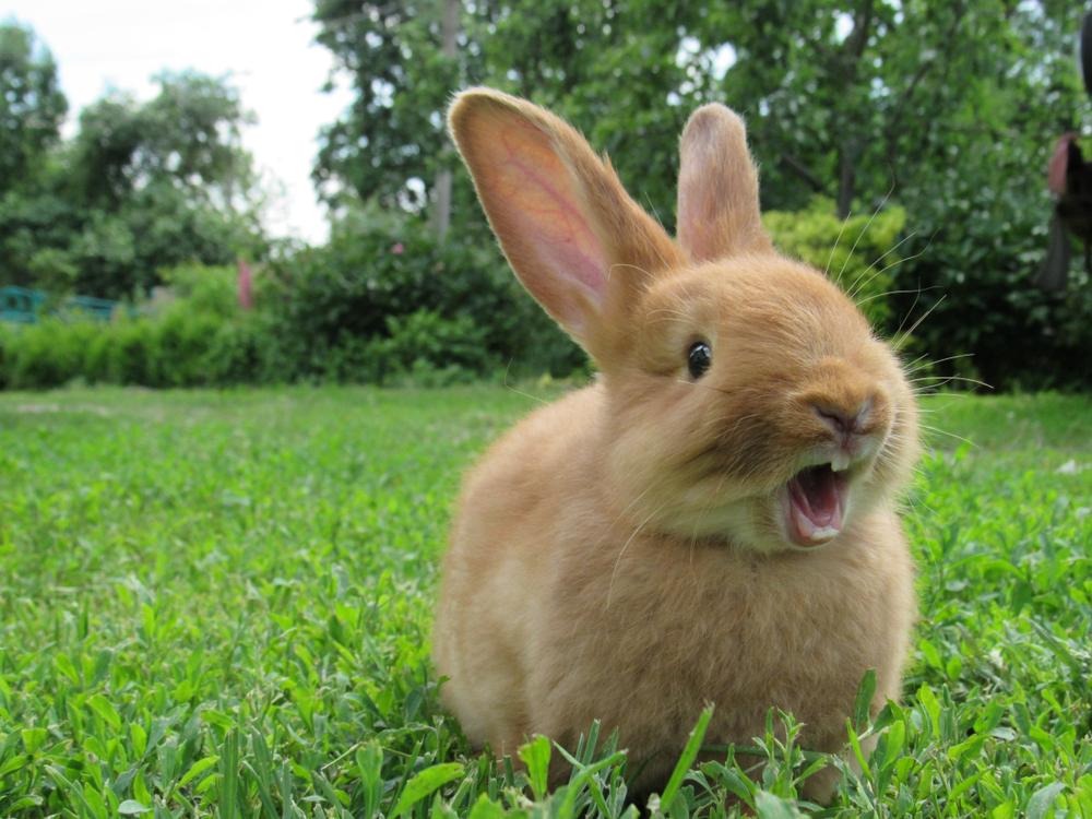 rabbit in the grass making a sound