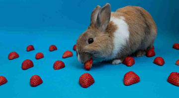 Rabbit eating a strawberry.