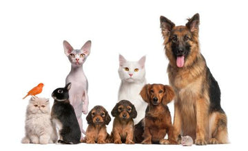 Pets sitting together: rabbit, dog, cat.