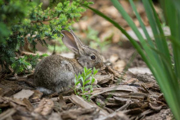 Wild baby bunny in grass