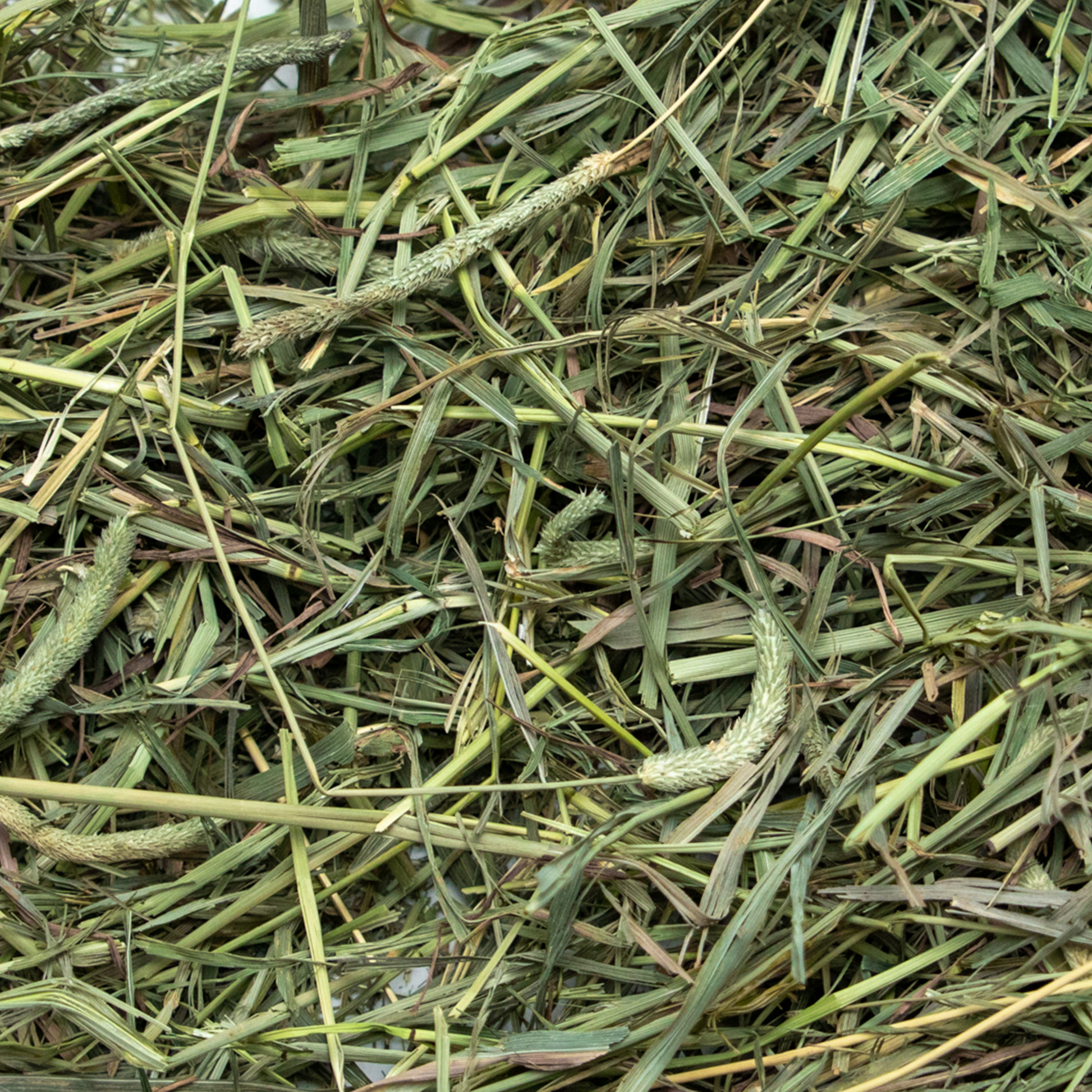 Ultra Premium Medium Timothy Hay - Close Up